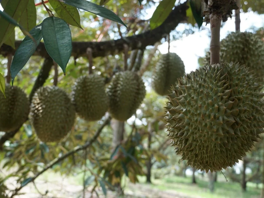 ขายสวนทุเรียน 54 ไร่ ติดถนนลาดยาง ตปัถวี อมะขาม จจันทบุรี