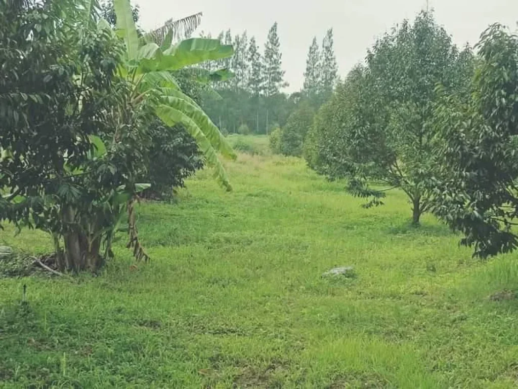 สวนทุเรียนหมอนทอง 4 ปี 4 ไร่ๆ ละ 1 ล้าน ติดถนนลาดยาง ห่างถนนสุขุมวิท 3 กม ตกองดิน อแกลง ระยอง