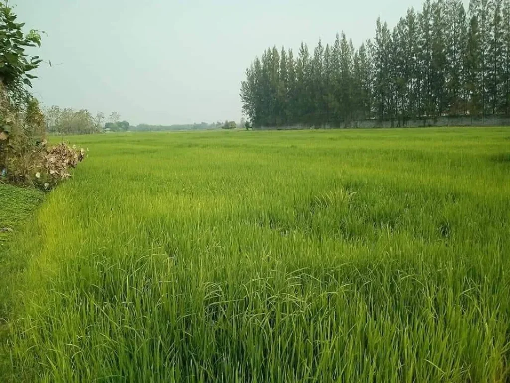 ขายที่ดินแช่ช้างสันกำแพงห่างถนนหลักเพียง 500เมตร