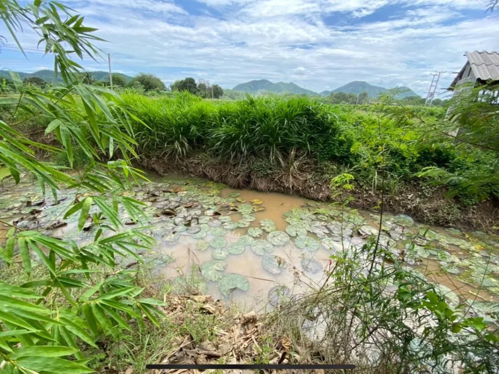 ขายที่ดินติดถนนคอนกรีต ด้านหลังและข้างติดคลอง คลองล้อมรอบที่ดิน เป็นเกาะส่วนตัว วิวเขา