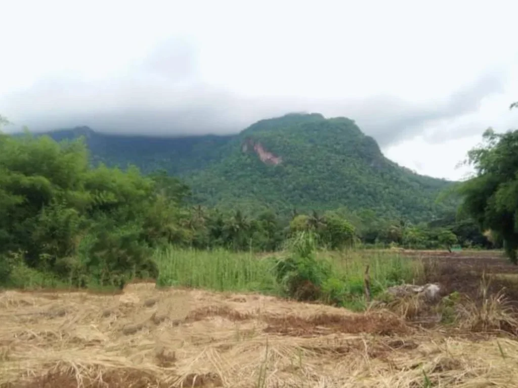 ขายที่ดินเชียงดาว วิวดอยหลวง ใกล้ถ้ำเชียงดาว