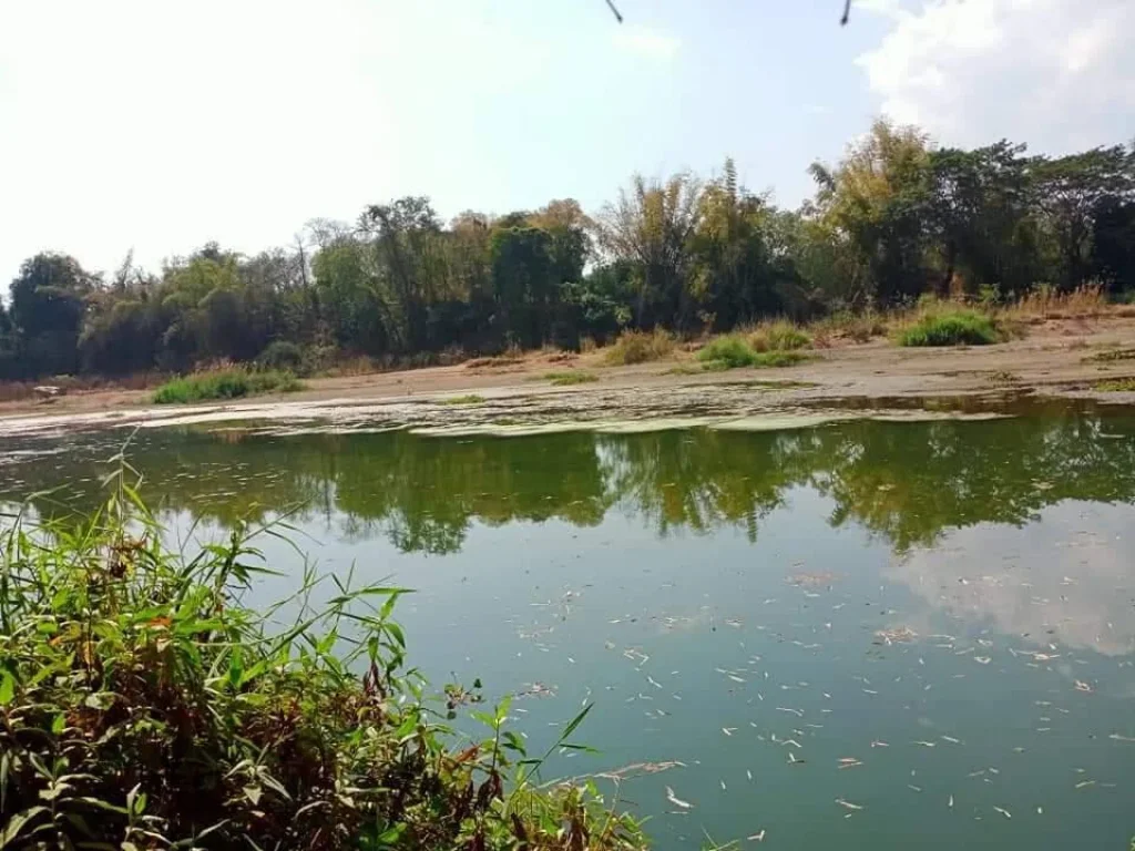 ขายที่ดินจอมทองพร้อมสวนลำใย หน้ากว้าง ห่างถนนเพียง200เมตร