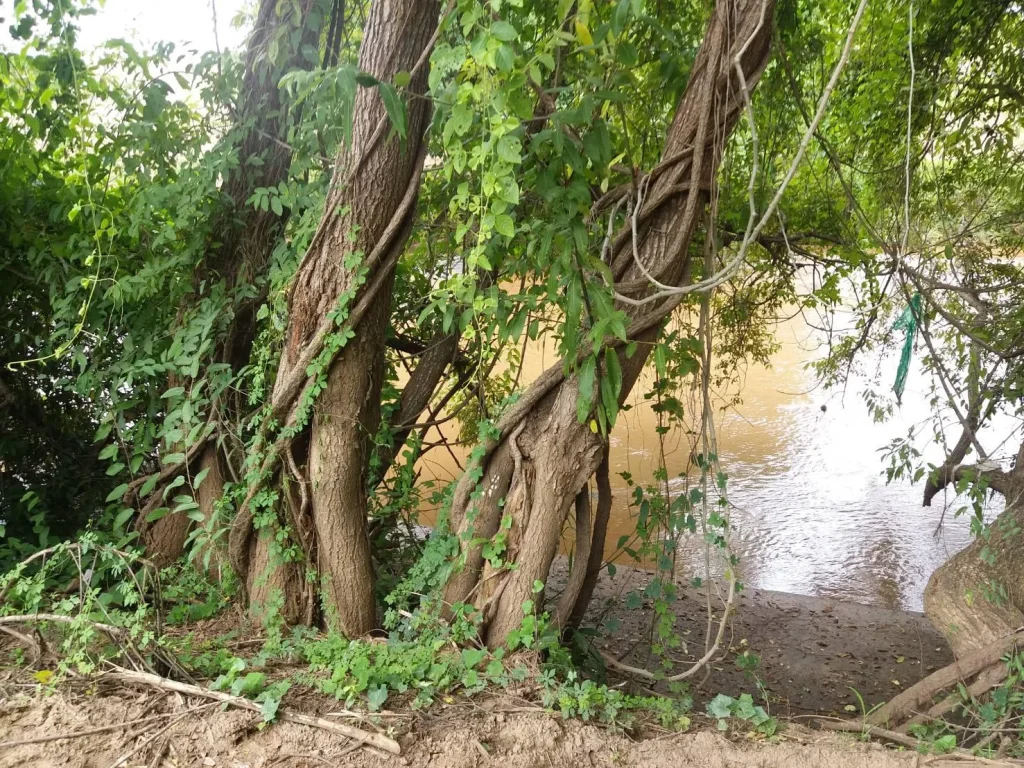 ขายที่ดินติดแม่น้ำแม่แจ่มหาดทราย เอกสาร สปก