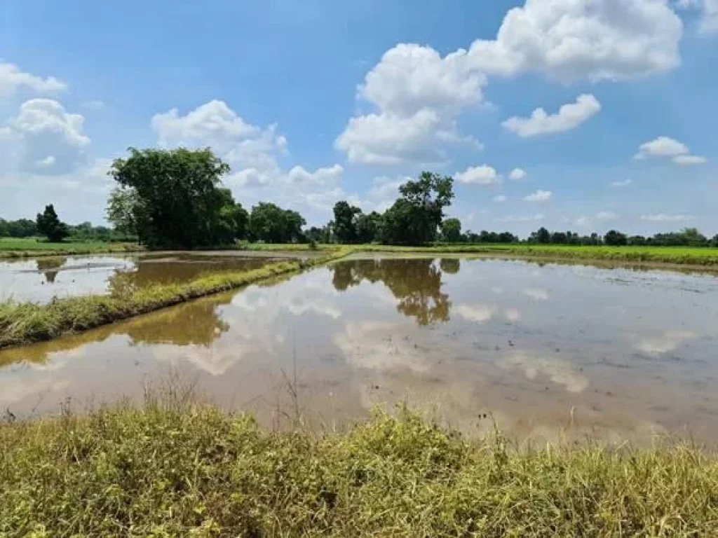 ขายที่ดินโฉนด จังหวัดพิจิตร อโพทะเล ตท่าขมิ้น 8 ไร่