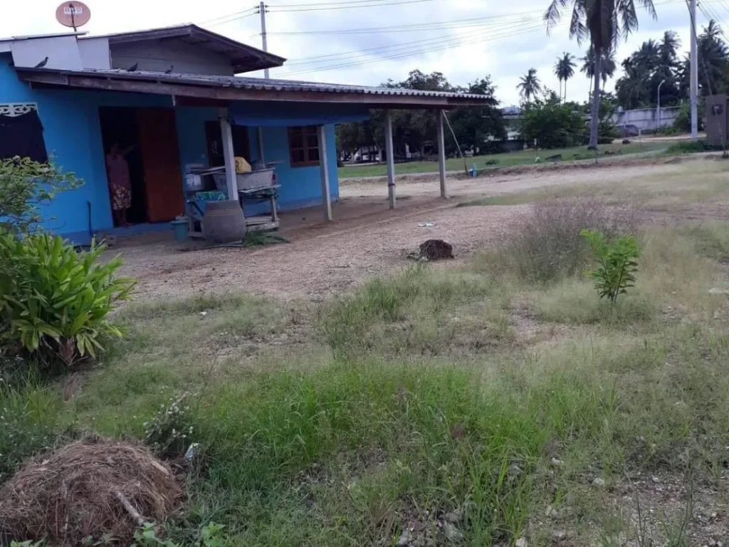 ขายที่ดิน บางละมุง 61 ตรวา บางละมุง หนองปลาไหล