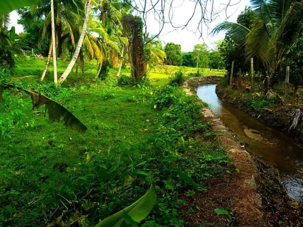 ขายที่ดินบ้านหลวงจอมทอง ติดน้ำติดดอย ราคาถูก