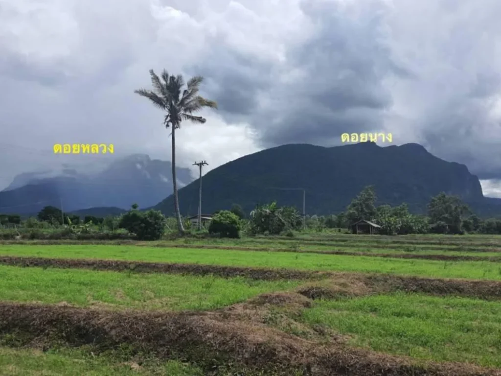 ขายที่นาเชียงดาว วิวดอยหลวง ดอยนาง ราคาถูก