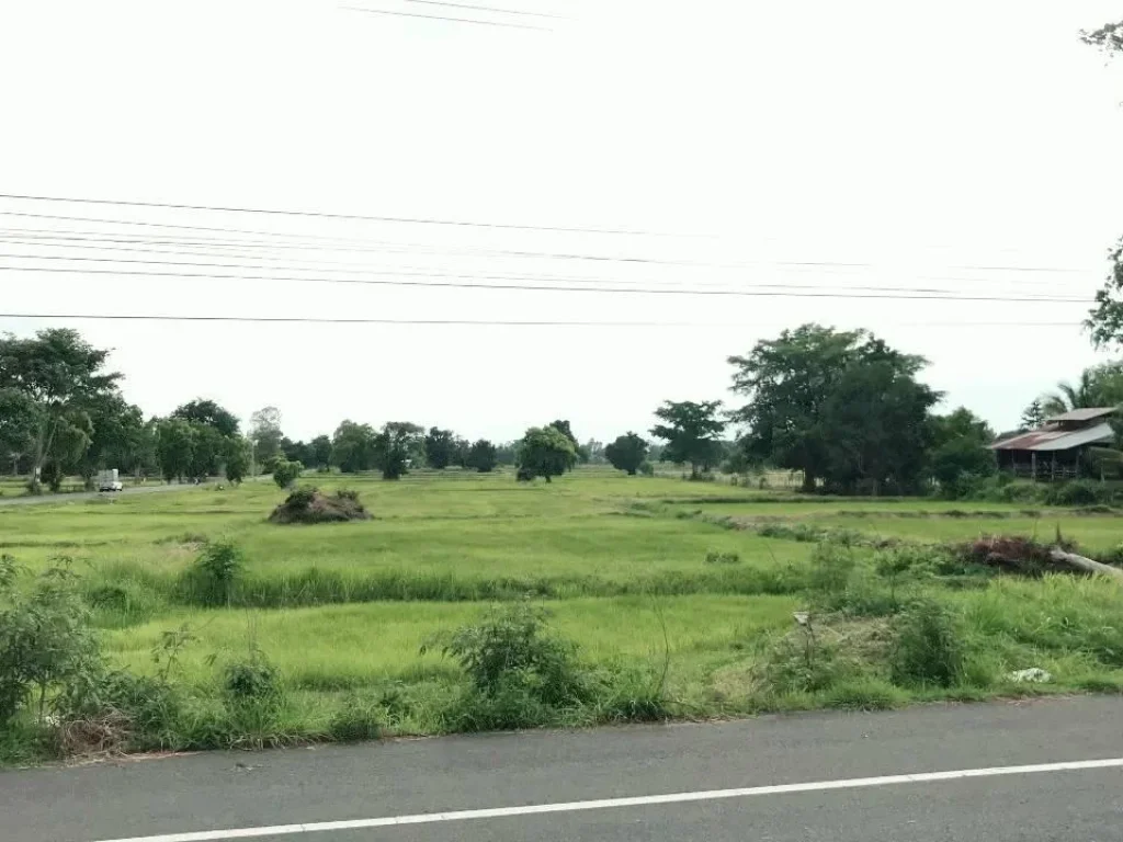 ขายด่วน ที่ดินติดถนนสายศรีขรภูมิ รัตนบุรี