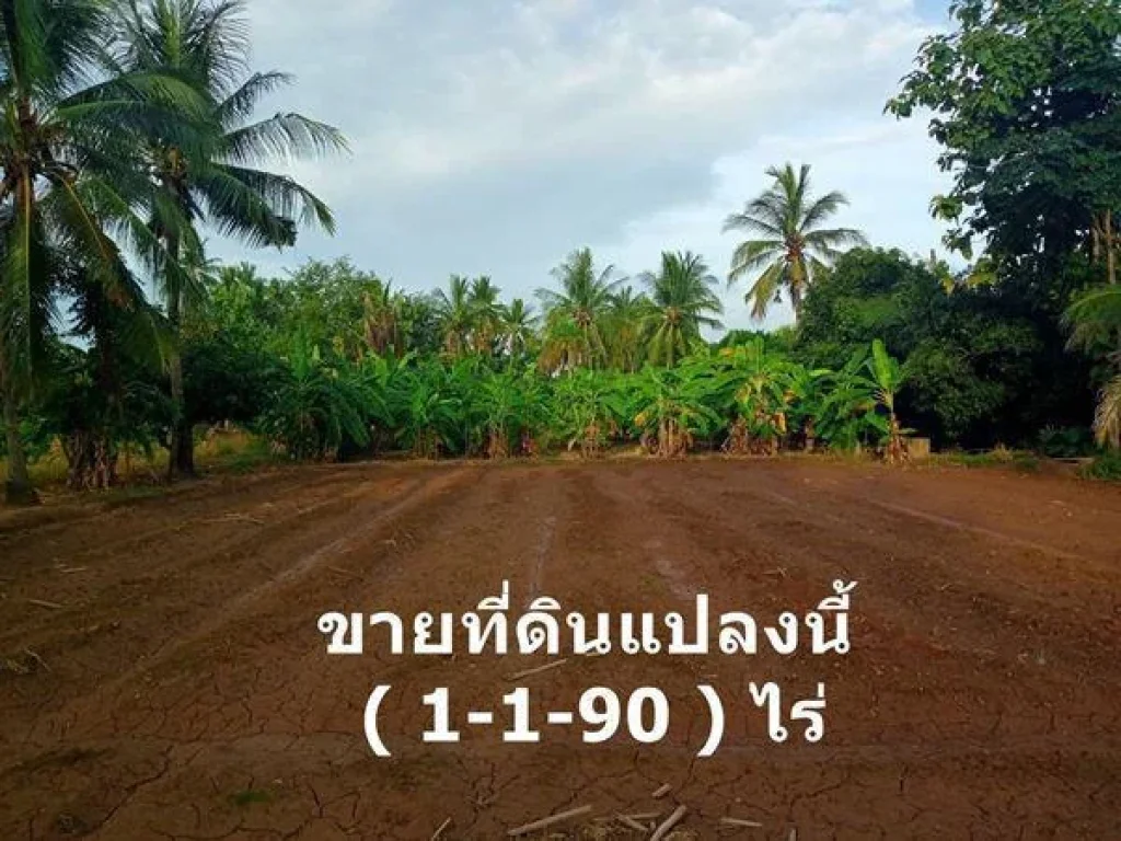 ขายที่ดิน 590 ตรวา