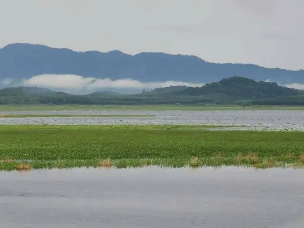 ที่ดินแปลงสวย บรรยากาศดี ติดอ่างเก็บน้ำประแสร์ 28 ไร่