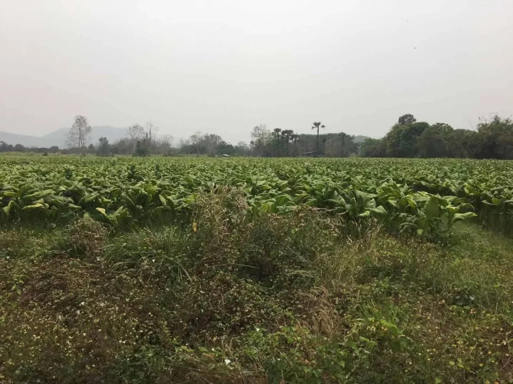 ขายที่ดินร้องวัวแดง เชียงใหม่