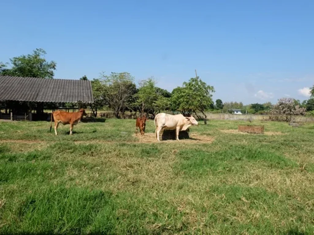 ที่ดินบรรยากาศสงบเงียบในดอยสะเก็ด