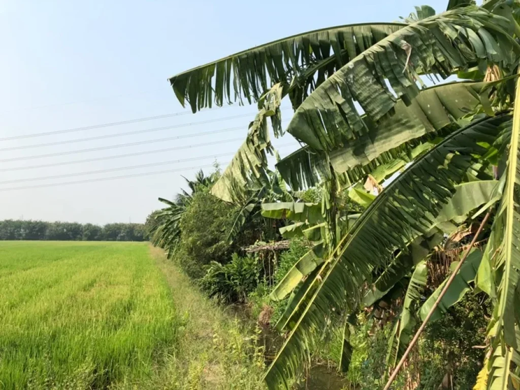 ขาย ที่ดิน พร้อมสิ่งปลูกสร้าง ถนน บางกรวย-ไทรน้อย แปลงสวย ทำเลดีมาก ขายต่ำกว่าราคาประเมิน