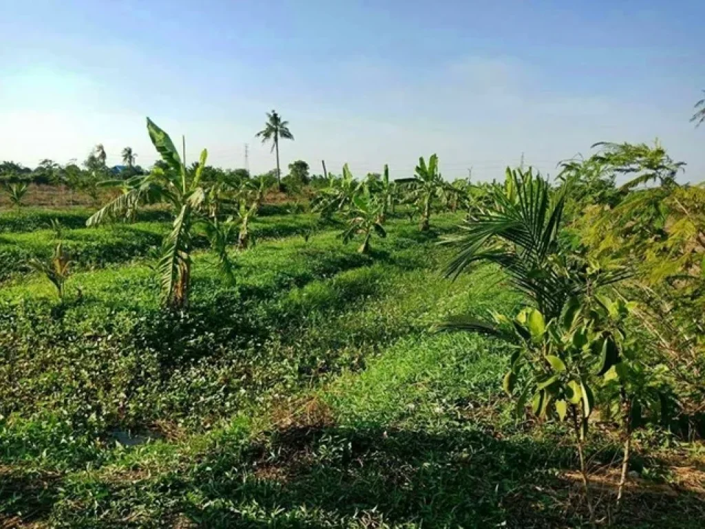 รหัส 1226 ขาย 3000000 ที่ดินสวน 3 ไร่กว่า พร้อมบ้านชั้นเดียว บางเลน นครปฐม ขายถูกด่วนเพราะไม่มีคนดูเเล