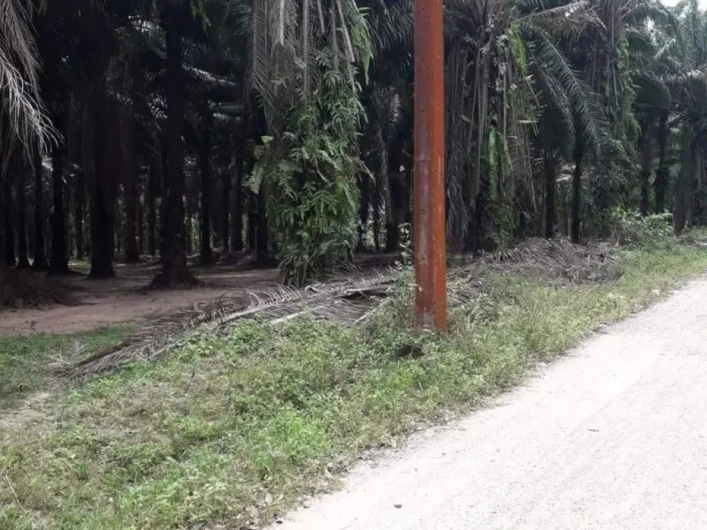 ขายที่ดินถูกมาก สะพลี ปะทิว จชุมพร