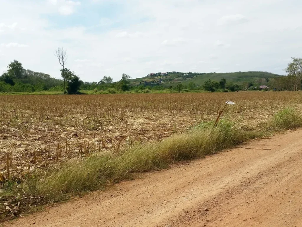 ขายที่ดินสวย อากาศดี 25 ไร่ อปากช่อง ตคลองม่วง ใกล้ My ozone ใกล้ Sugavia Healthy Land