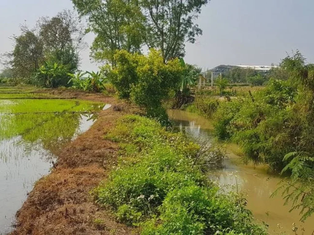 ขายที่นา ติดคลอง ติดถนน2ด้าน ใกล้ทางหลวง107 แม่ริม