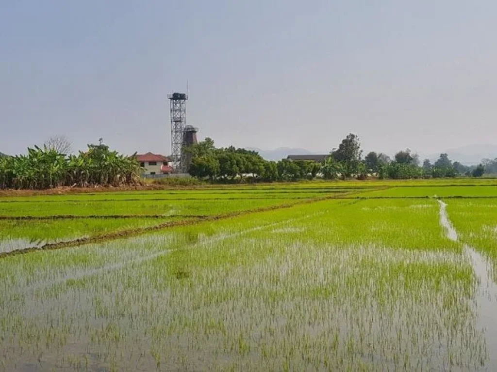 ขายที่นา ติดคลอง ติดถนน2ด้าน ใกล้ทางหลวง107 แม่ริม