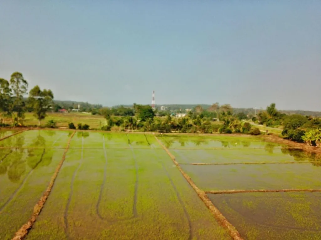 ขายที่นา ติดคลอง ติดถนน2ด้าน ใกล้ทางหลวง107 แม่ริม