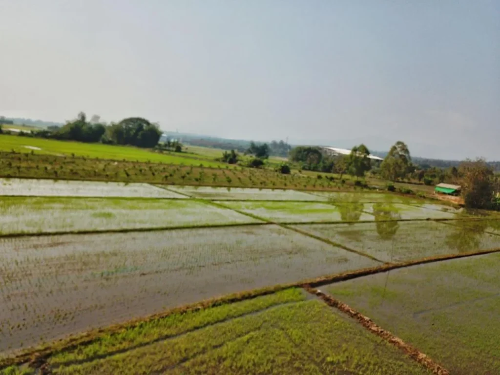 ขายที่นา ติดคลอง ติดถนน2ด้าน ใกล้ทางหลวง107 แม่ริม