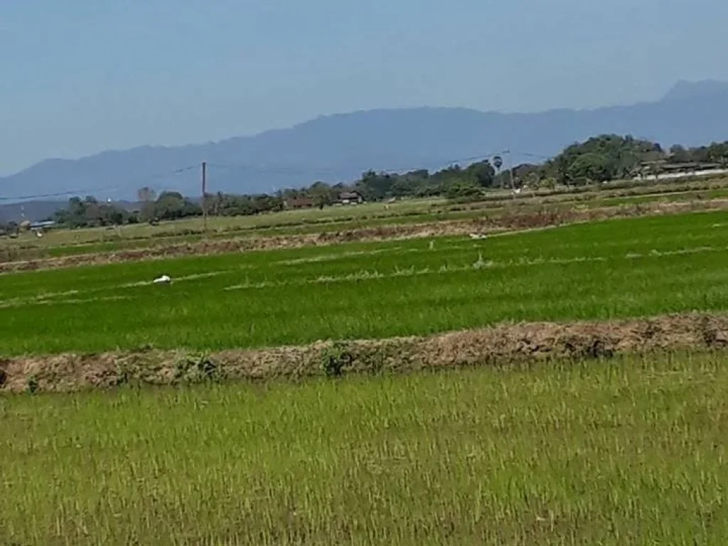 ขายที่ดิน 3 ไร่ ตสันโป่ง อแม่ริม จเชียงใหม่ ดินดี น้ำดี วิวดอย