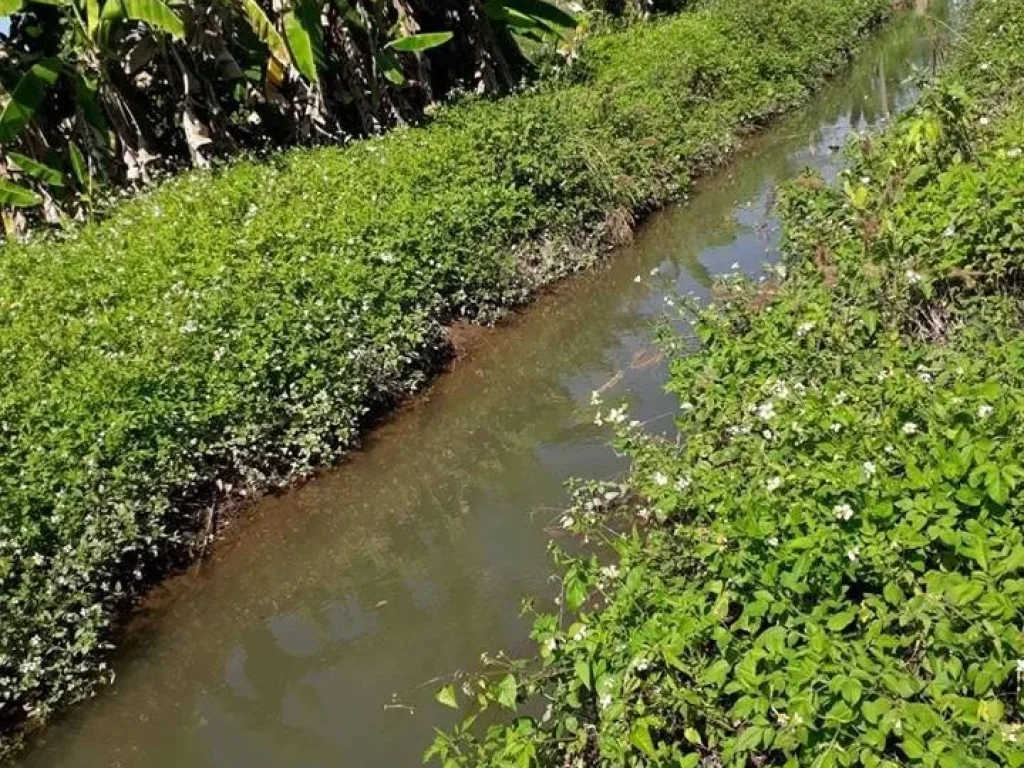 ขายที่ดิน 3 ไร่ ตสันโป่ง อแม่ริม จเชียงใหม่ ดินดี น้ำดี วิวดอย