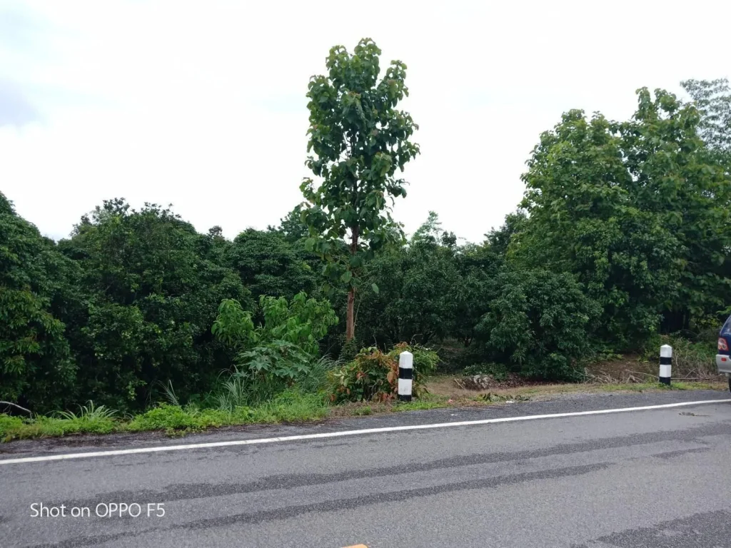 ขายสวนลำใย 30 ต้น ติดถนนบ้านธิ ลำพูน