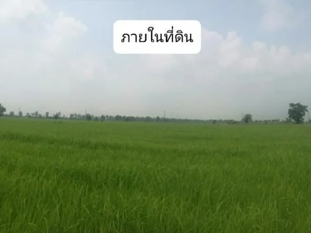 ขายด่วน ที่ดิน 43 ไร่ 3 งาน 43 ตรวจพิจิตร