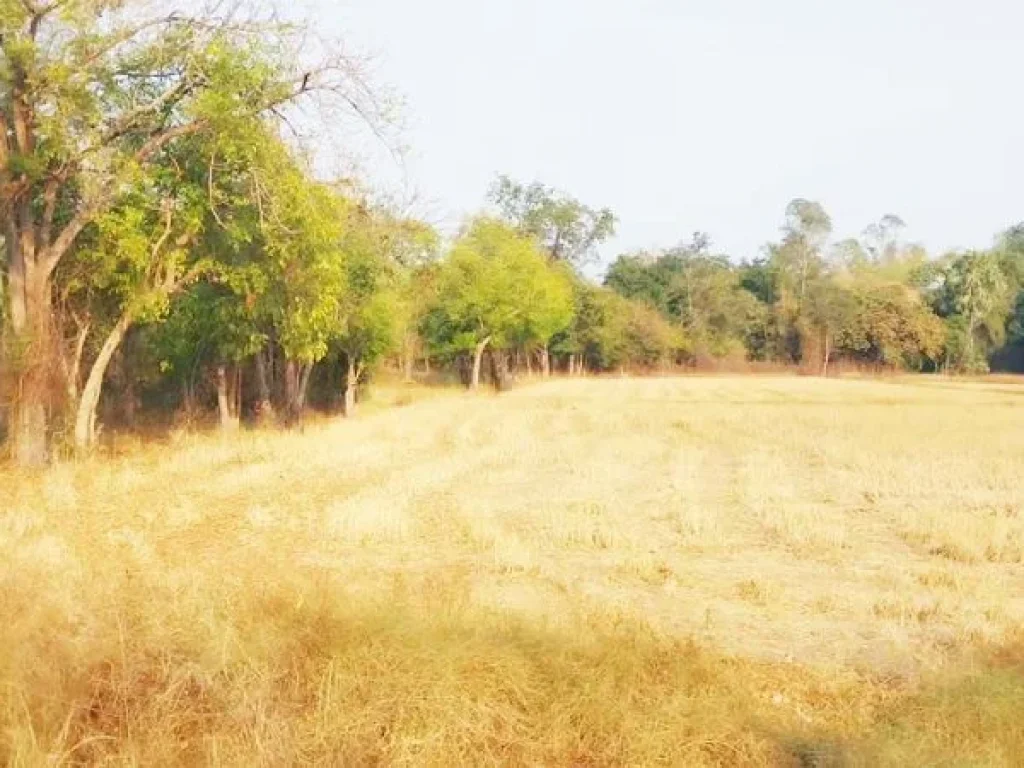 ขายที่ดิน 15ไร่ ชัยนาท ที่สูงน้ำไม่ท่วม ติดถนนลาดยาง