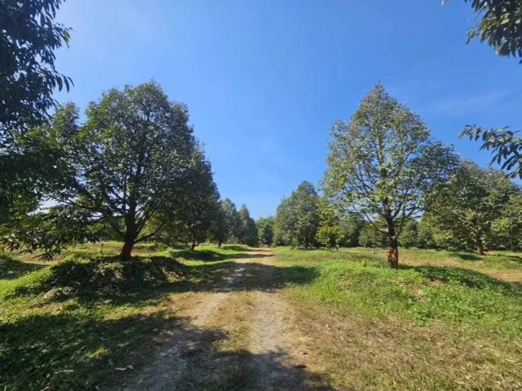 ขายสวนทุเรียน บ้านสะพานเลือก ตำบลทุ่งเบญจา อำเภอท่าใหม่