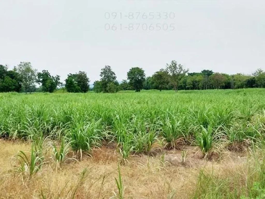 ขายที่ดินเกือบ 34ไร่ ชัยนาท ติดถนนลาดยาง ใกล้ถนนสาย3211