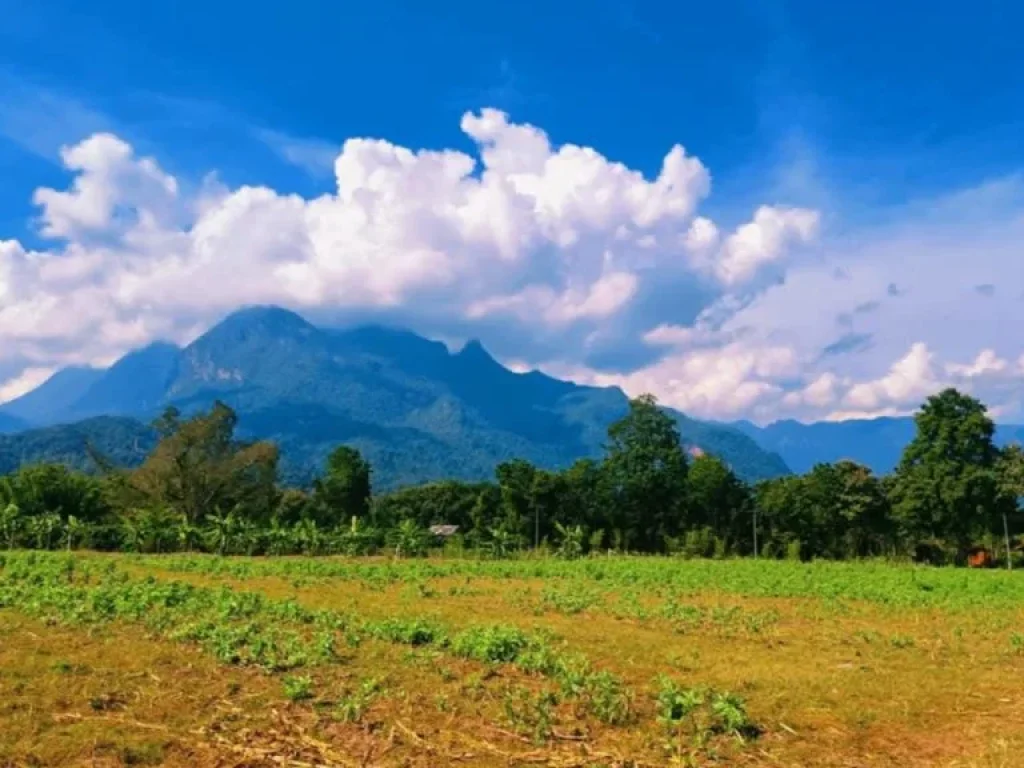 ขายที่ดินเชียงดาววิวดอยหลวงห่าง Tata คาเฟ่เพียง 300เมตร