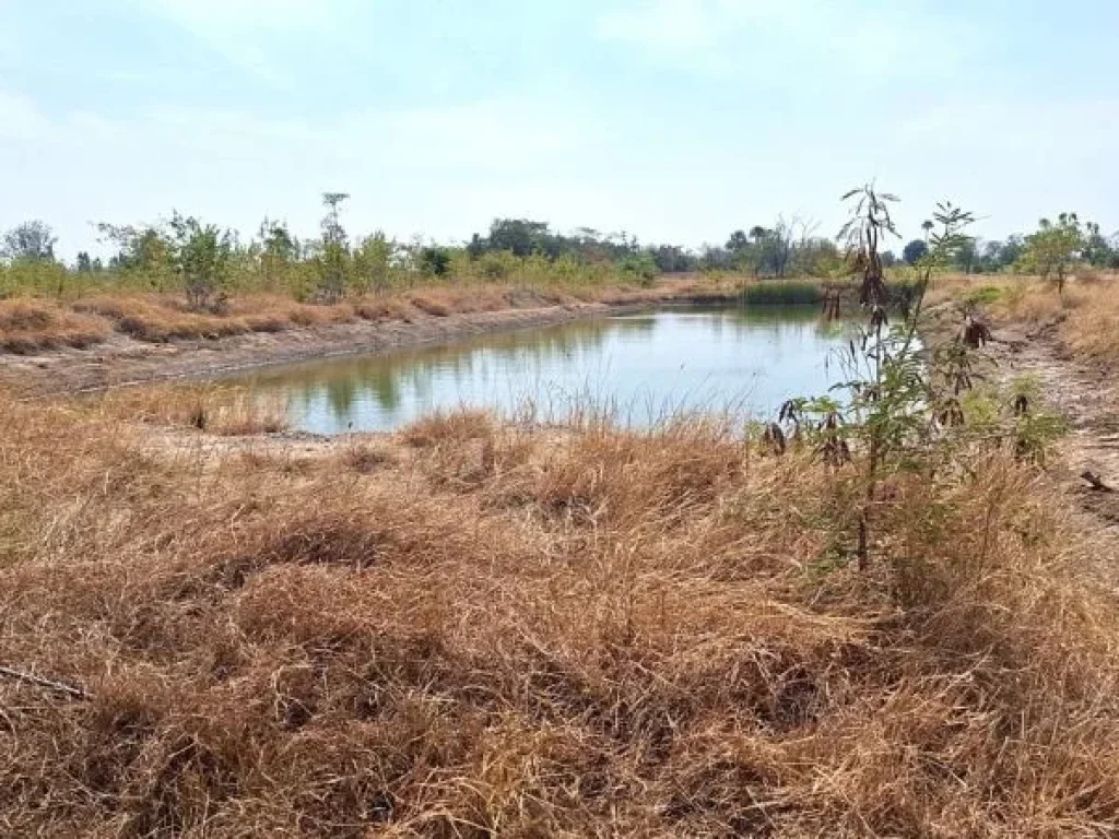 ที่ดินเปล่าแปลงใหญ่ 70 ไร่ ตหนองบัวตะเกียด ด่านขุนทด