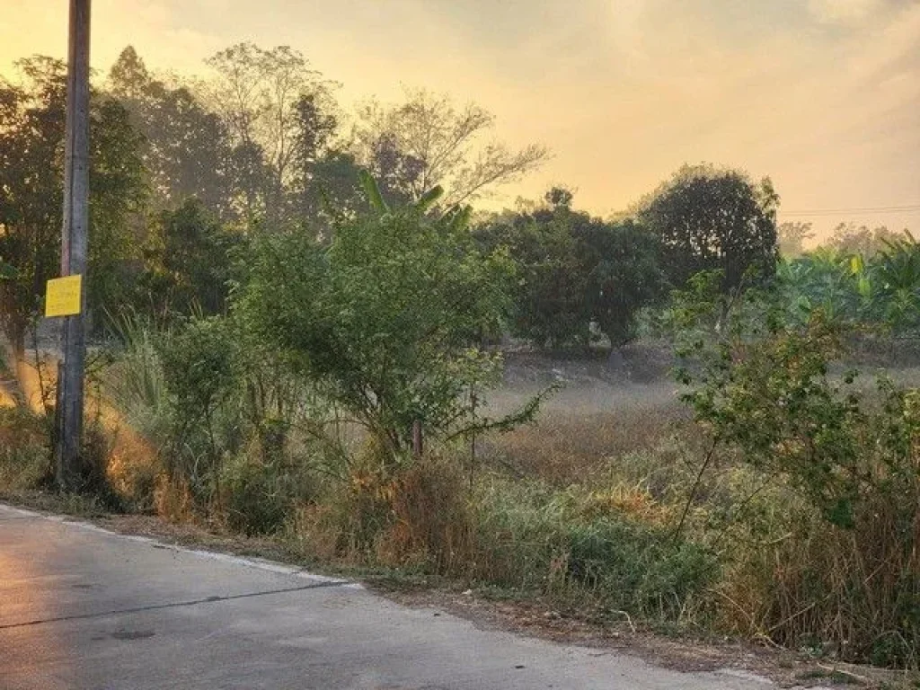 ขายด่วน ที่ดิน 200 ตรวซคลองสาม 1219 ใกล้วัดพระธรรมกาย