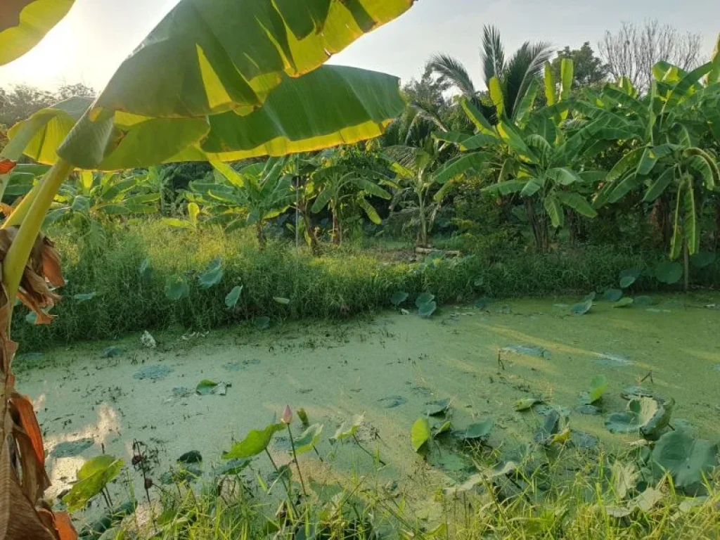 ขายที่ดิน ตำบลบางตลาด ปากเกร็ด นนทบุรี ใกล้รถไฟฟ้าสายสีชมพู