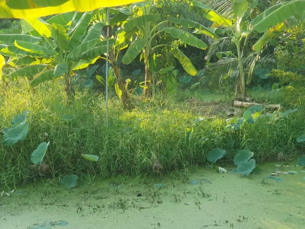 ขายที่ดิน ตำบลบางตลาด ปากเกร็ด นนทบุรี ใกล้รถไฟฟ้าสายสีชมพู