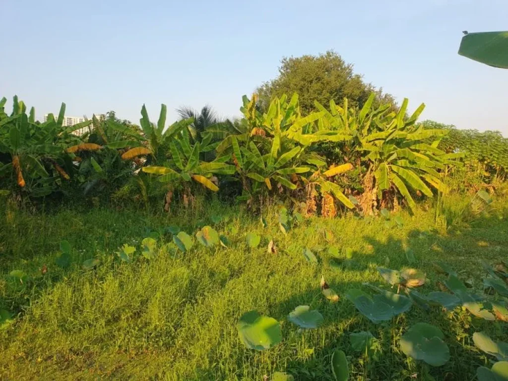 ขายที่ดิน ตำบลบางตลาด ปากเกร็ด นนทบุรี ใกล้รถไฟฟ้าสายสีชมพู