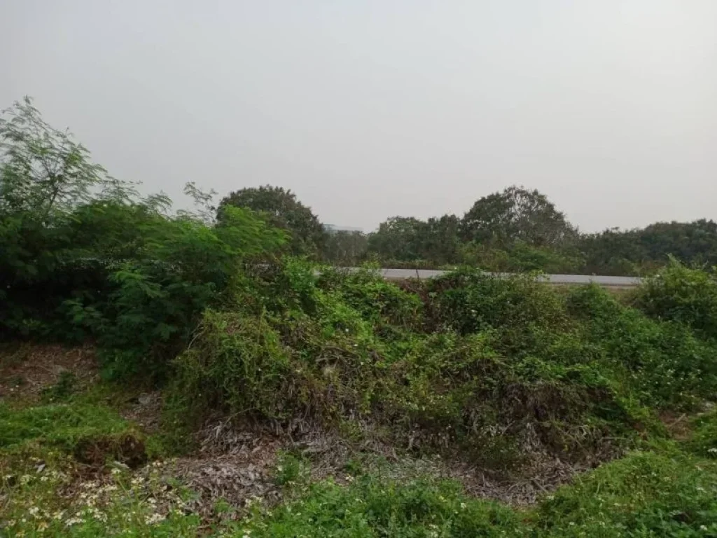 ขายที่ดินหน้าติดถนนหลังติดน้ำคลองชลประทานสารภีค้าขายได้