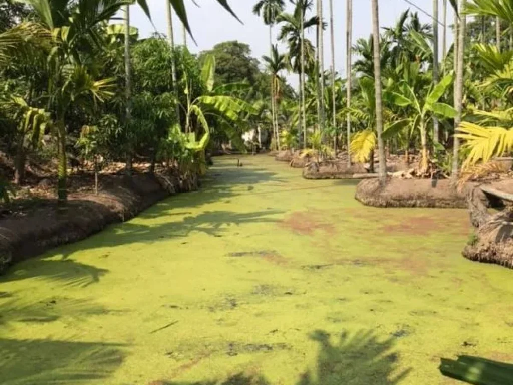 ขายที่ดินติดแม่น้ำบางปะกง 2 ไร่ ได้พื้นที่งอกเพิ่มติดถนนลาดย