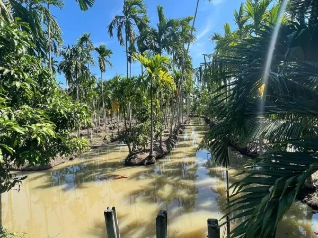 ขายที่ดินติดแม่น้ำบางปะกง 2 ไร่ ได้พื้นที่งอกเพิ่มติดถนนลาดย