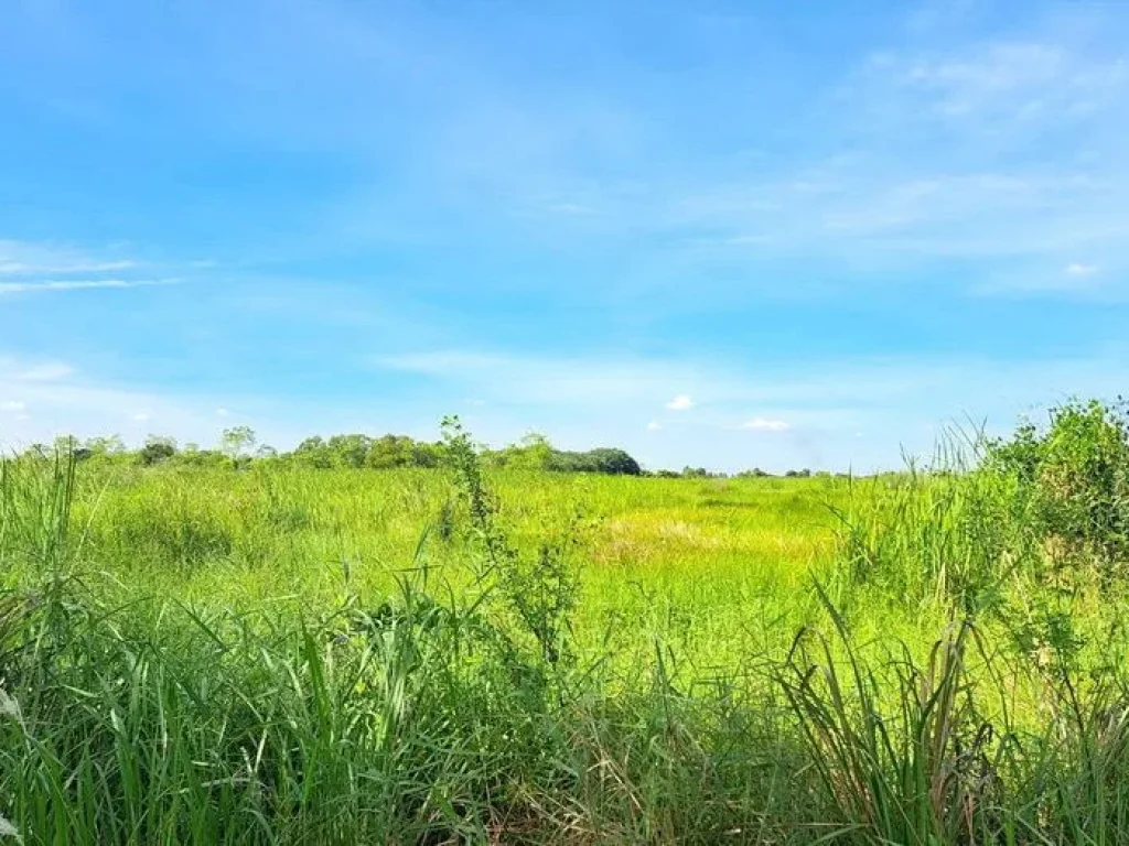 ขายที่ดินหนองเสือ 4 ไร่ ชุมชนหมู่ 6 พัฒนา คลอง14 ปทุมธานี