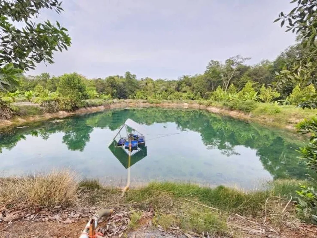 ขายสวนทุเรียน บ้านทุ่งสน ตำบลรำพัน อำเภอท่าใหม่ จันทบุรี