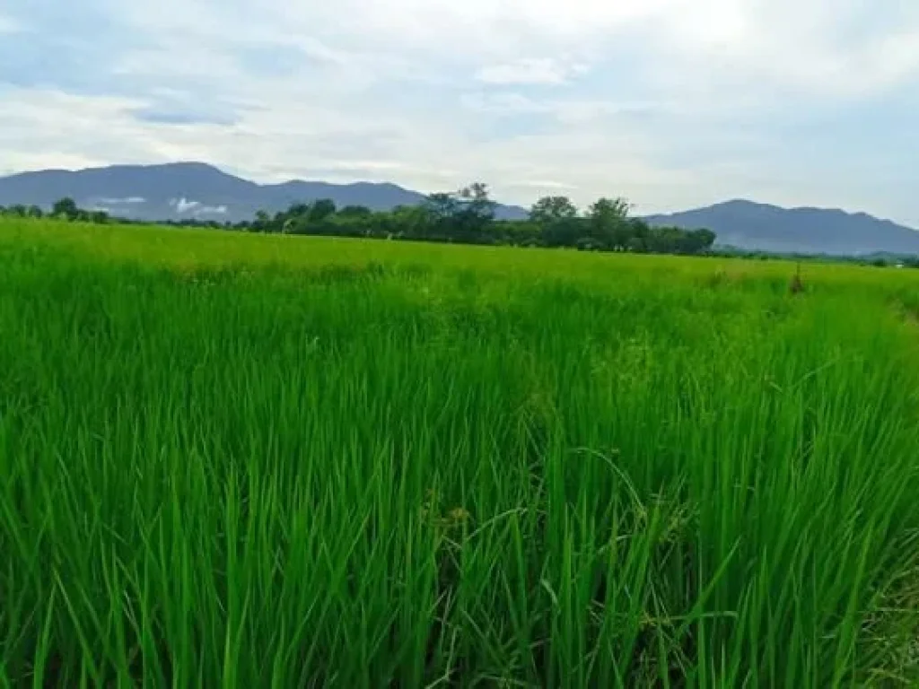 ขายที่นาหลังเทศบาลสันโป่งแม่ริมถนนคอนกรีตวิวท้องนาโฉนด