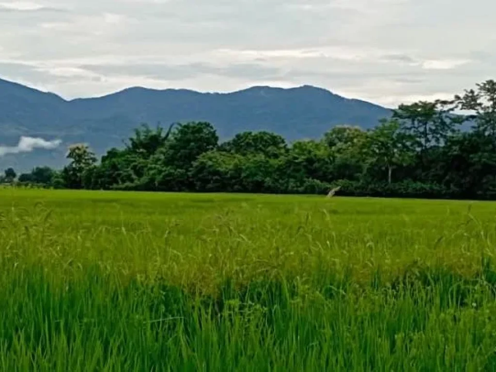 ขายที่นาหลังเทศบาลสันโป่งแม่ริมถนนคอนกรีตวิวท้องนาโฉนด