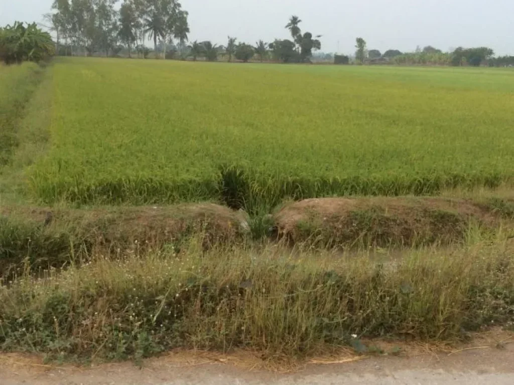 ขายที่ดิน ใกล้ชุมชน ดินดี นำ้ดี มีสุข