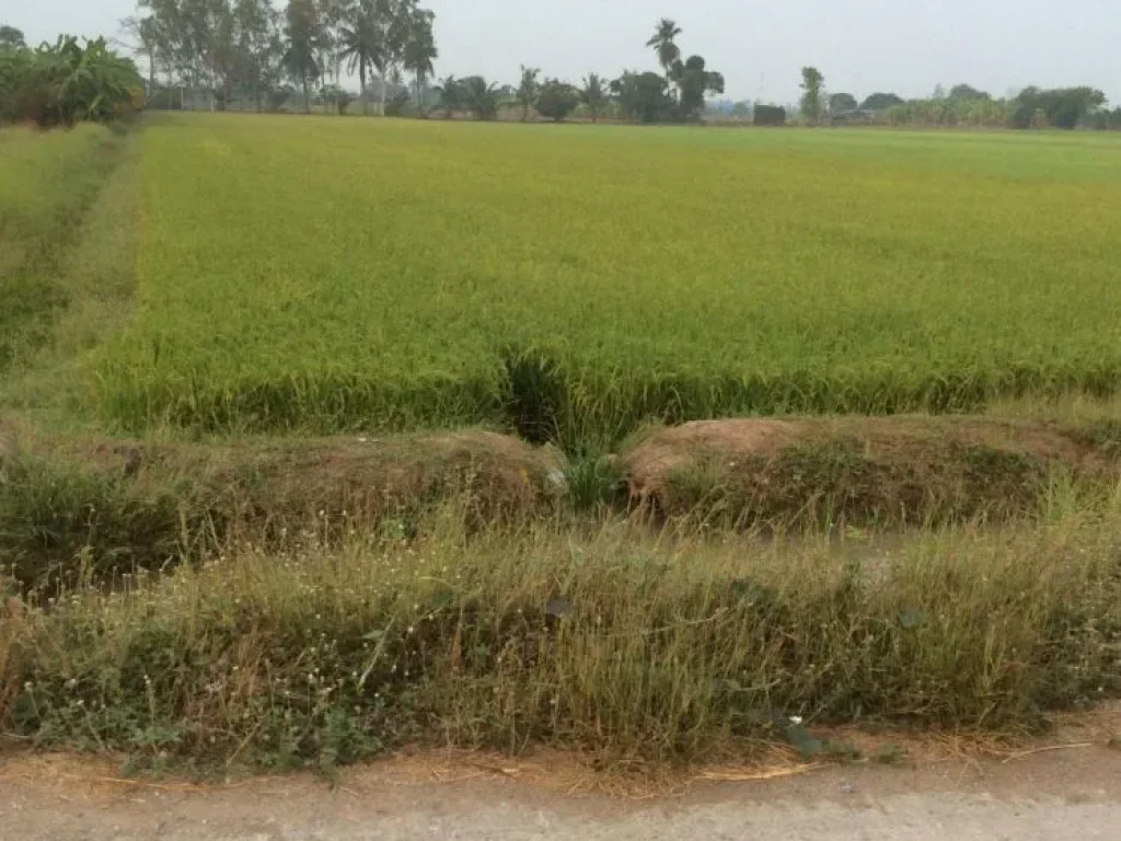 ขายที่ดิน ใกล้ชุมชน ดินดี นำ้ดี มีสุข