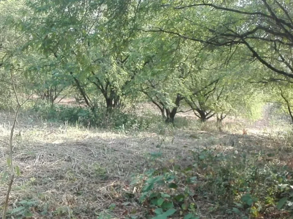 ขายที่ดิน 8 ไร่ จังหวัดเพชรบูรณ์ พร้อมต้นมะขามพันธุ์สีทอง