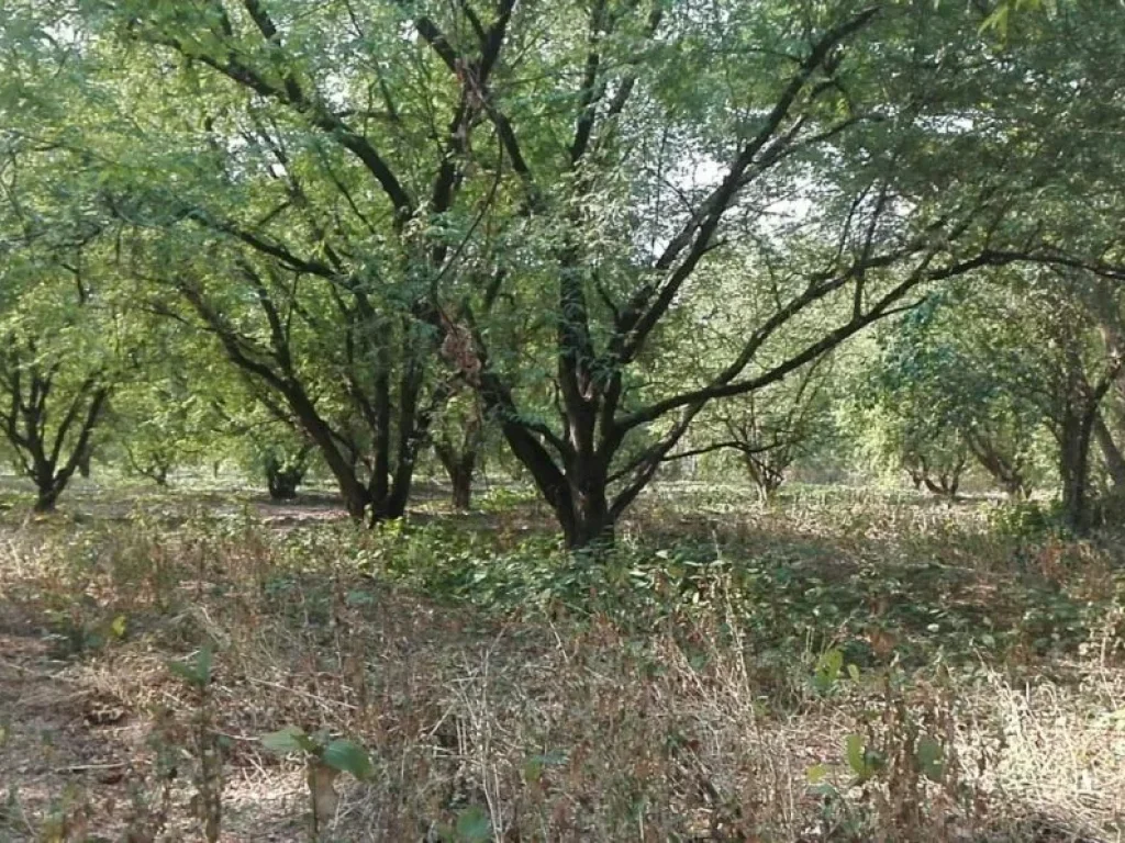 ขายที่ดิน 8 ไร่ จังหวัดเพชรบูรณ์ พร้อมต้นมะขามพันธุ์สีทอง