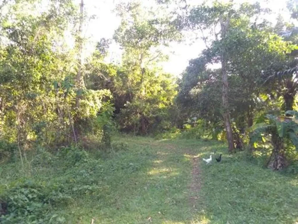 ขายที่ดินเปล่า ใกล้หาดทุ่งวัวแล่น ตำบลสะพลี อำเภอปะทิว จังหวัดชุมพร 50 ตรว