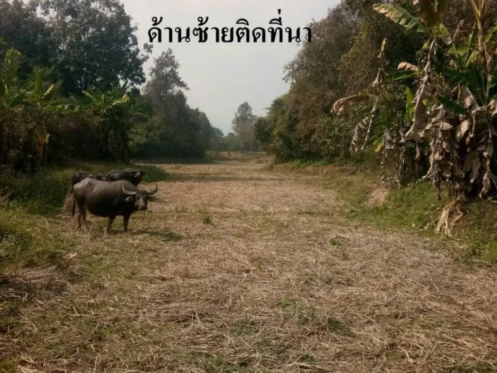 ขายที่ดินจน่าน15-1-77 ไร่